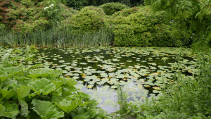 水草の池