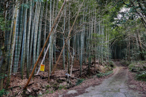 09竹林の道